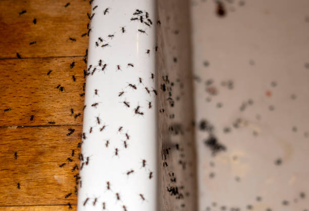 Wasp Removal Services in Crystal City, MO