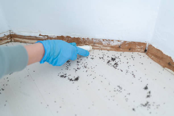 Best Cockroach Control Services  in Crystal City, MO