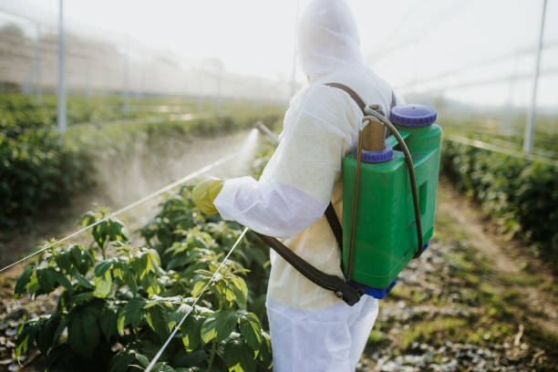 Best Rat Extermination Near Me  in Crystal City, MO